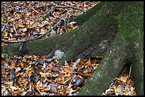 Roots of tupelo and fallen leaves. Congaree National Park, South Carolina, USA.