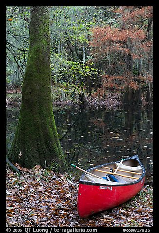 Red canoe on banks of Cedar Creek. Congaree National Park, South Carolina, USA.