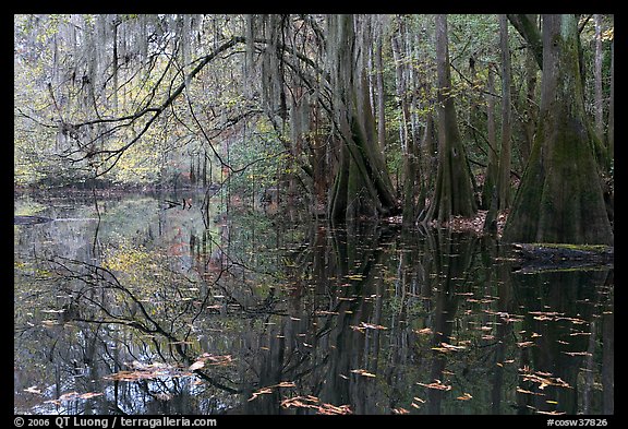 Arched branches with spanish moss above Cedar Creek. Congaree National Park, South Carolina, USA.