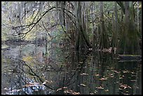 Arched branches with spanish moss above Cedar Creek. Congaree National Park, South Carolina, USA.