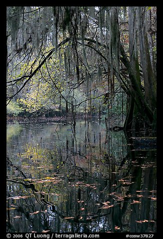 Branches with spanish moss reflected in Cedar Creek. Congaree National Park, South Carolina, USA.