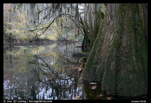 Buttressed cypress base and spanish moss reflected in Cedar Creek. Congaree National Park, South Carolina, USA.