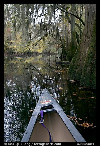 Canoe prow and swamp trees growing at the base of Cedar Creek. Congaree National Park (color)
