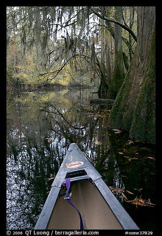 Canoe prow and swamp trees growing at the base of Cedar Creek. Congaree National Park, South Carolina, USA.