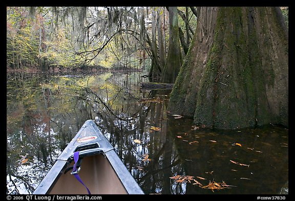 Canoe prow on Cedar Creek amongst large cypress trees, fall colors, and spanish moss. Congaree National Park, South Carolina, USA.