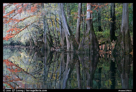 Cypress trees with branch in fall color reflected in dark waters of Cedar Creek. Congaree National Park, South Carolina, USA.