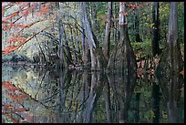 Cypress trees with branch in fall color reflected in dark waters of Cedar Creek. Congaree National Park, South Carolina, USA.