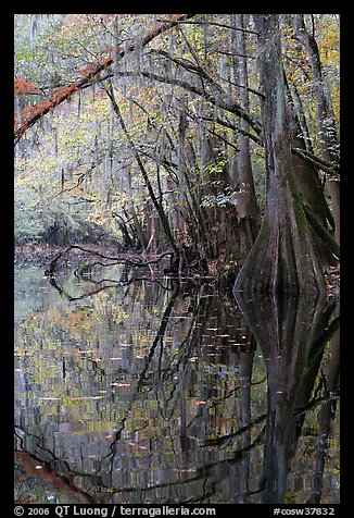 Arched branches and cypress reflected in Cedar Creek. Congaree National Park (color)