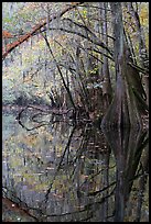 Arched branches and cypress reflected in Cedar Creek. Congaree National Park, South Carolina, USA. (color)