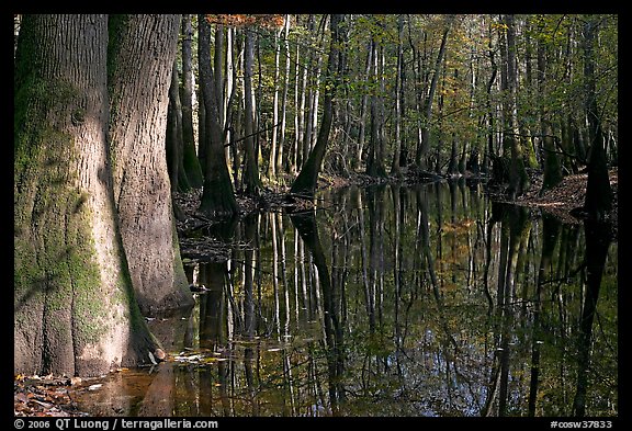 Sunny forest reflections in Cedar Creek. Congaree National Park, South Carolina, USA.