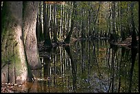 Sunny forest reflections in Cedar Creek. Congaree National Park ( color)