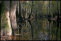 Sunny forest reflections in Cedar Creek. Congaree National Park, South Carolina, USA.