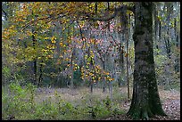 Tree with leaves in autum colors. Congaree National Park, South Carolina, USA. (color)