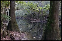 Trees and cypress knees on the shore of Cedar Creek. Congaree National Park, South Carolina, USA.