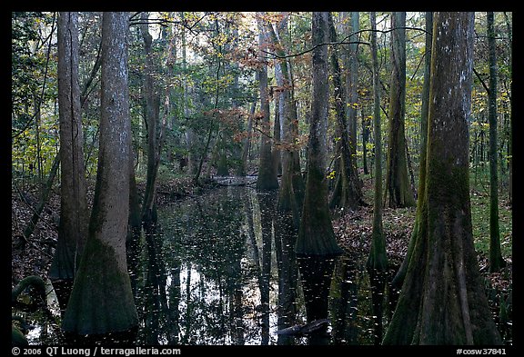 Creek in fall, early morning. Congaree National Park (color)