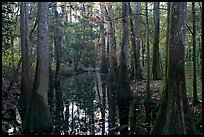 Creek in fall, early morning. Congaree National Park, South Carolina, USA. (color)