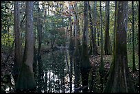 Creek in fall, early morning. Congaree National Park ( color)