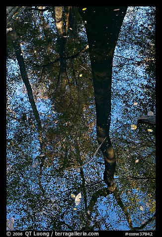 Bald cypress tree reflected in creek. Congaree National Park, South Carolina, USA.