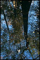 Bald cypress tree reflected in creek. Congaree National Park, South Carolina, USA. (color)