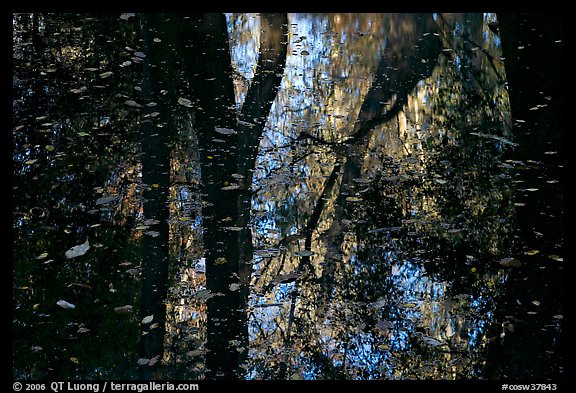 Reflections and falling leaves in creek. Congaree National Park, South Carolina, USA.