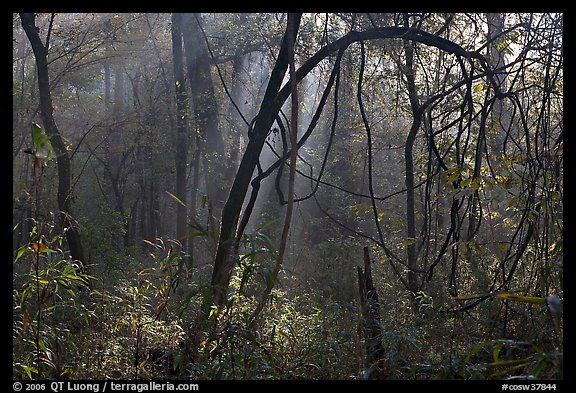 Sunrays and vines. Congaree National Park (color)