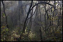 Sunrays and vines. Congaree National Park, South Carolina, USA. (color)