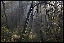 Sunrays and vines. Congaree National Park ( color)