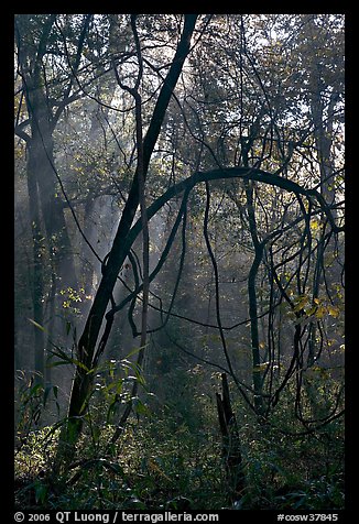 Trees with vines. Congaree National Park, South Carolina, USA.