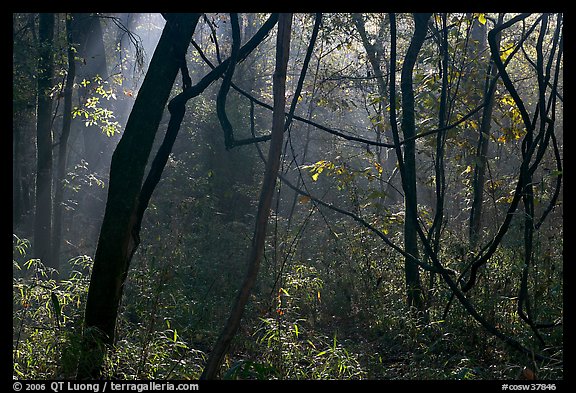 Vines and sunlit mist. Congaree National Park, South Carolina, USA.