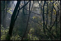 Vines and sunlit mist. Congaree National Park, South Carolina, USA.