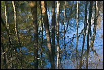 Cypress trees reflected in swamp. Congaree National Park, South Carolina, USA.