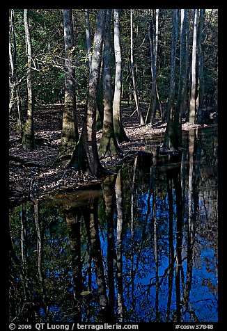 Trees trunks and reflections. Congaree National Park (color)