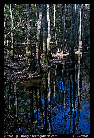 Trees trunks and reflections. Congaree National Park, South Carolina, USA.