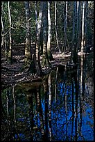Trees trunks and reflections. Congaree National Park, South Carolina, USA.