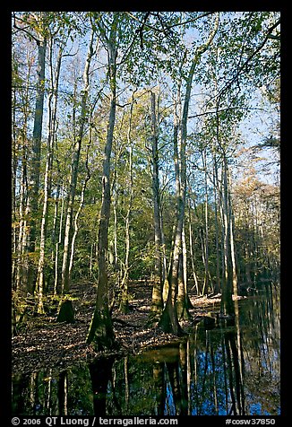 Tall trees and creek. Congaree National Park, South Carolina, USA.