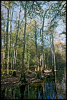 Tall trees and creek. Congaree National Park, South Carolina, USA. (color)