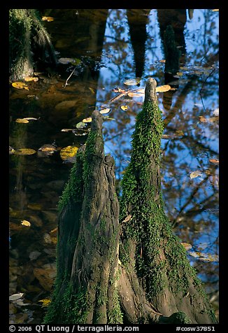 Cypress knees and creek. Congaree National Park, South Carolina, USA.