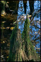 Cypress knees and creek. Congaree National Park, South Carolina, USA.