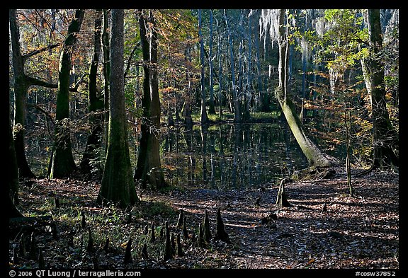 Cypress, knees, and Wise Lake. Congaree National Park (color)