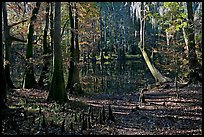 Cypress, knees, and Wise Lake. Congaree National Park, South Carolina, USA.