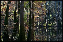 Cypress and Wise Lake on a sunny day. Congaree National Park, South Carolina, USA.