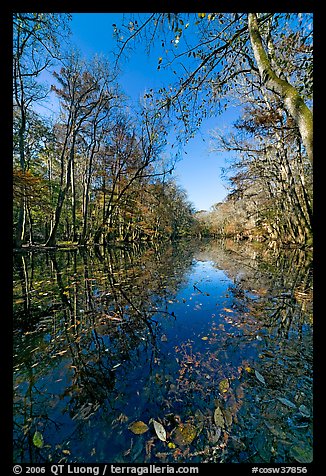 Wise Lake on a sunny day. Congaree National Park, South Carolina, USA.