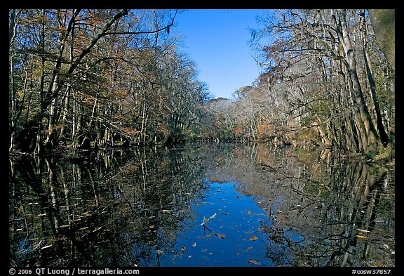 Wise Lake and reflections. Congaree National Park (color)