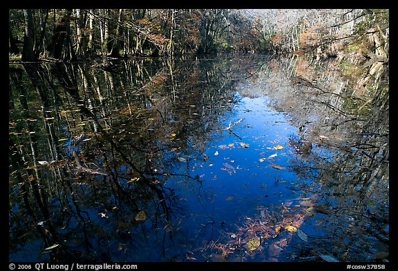 Fallen leaves and reflections in Wise Lake. Congaree National Park, South Carolina, USA.