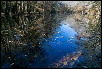 Fallen leaves and reflections in Wise Lake. Congaree National Park, South Carolina, USA. (color)