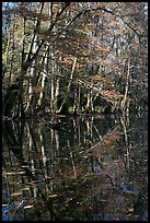 Trees and reflections, Wise Lake. Congaree National Park, South Carolina, USA.