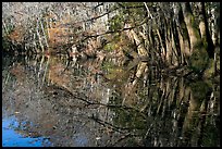 Reflections, Wise Lake. Congaree National Park, South Carolina, USA. (color)