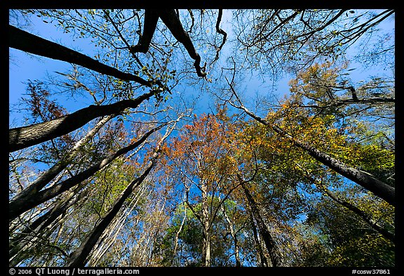 Floodplain forest canopy in fall color. Congaree National Park (color)