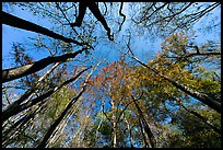 Floodplain forest canopy in fall color. Congaree National Park, South Carolina, USA.