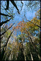 Looking upwards Floodplain forest. Congaree National Park, South Carolina, USA. (color)